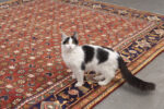 Semi Antique Zanjan Mahi Qalat Carpet 342*226CM - Image 7